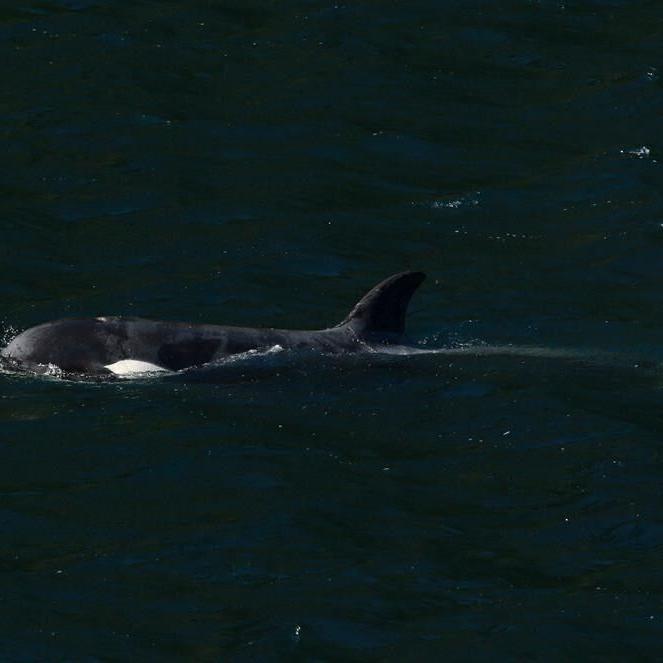 Orca's escape from B.C. lagoon will be talked about for 'generations,' say nations